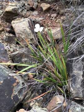 Imagem de Diplarrena moraea Labill.