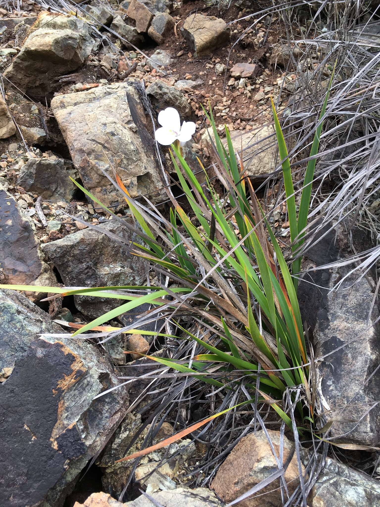 Image of Diplarrena moraea Labill.