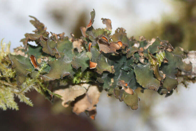 Image of Pimpled kidney lichen