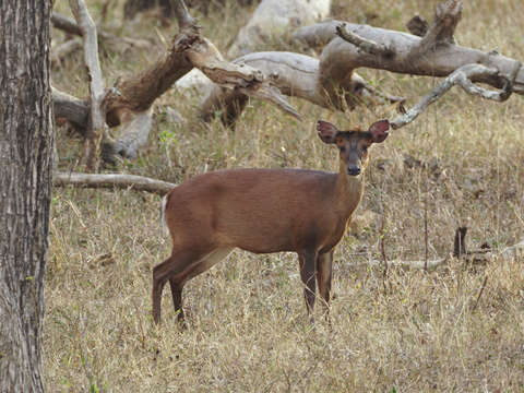 Image of Barking Deer