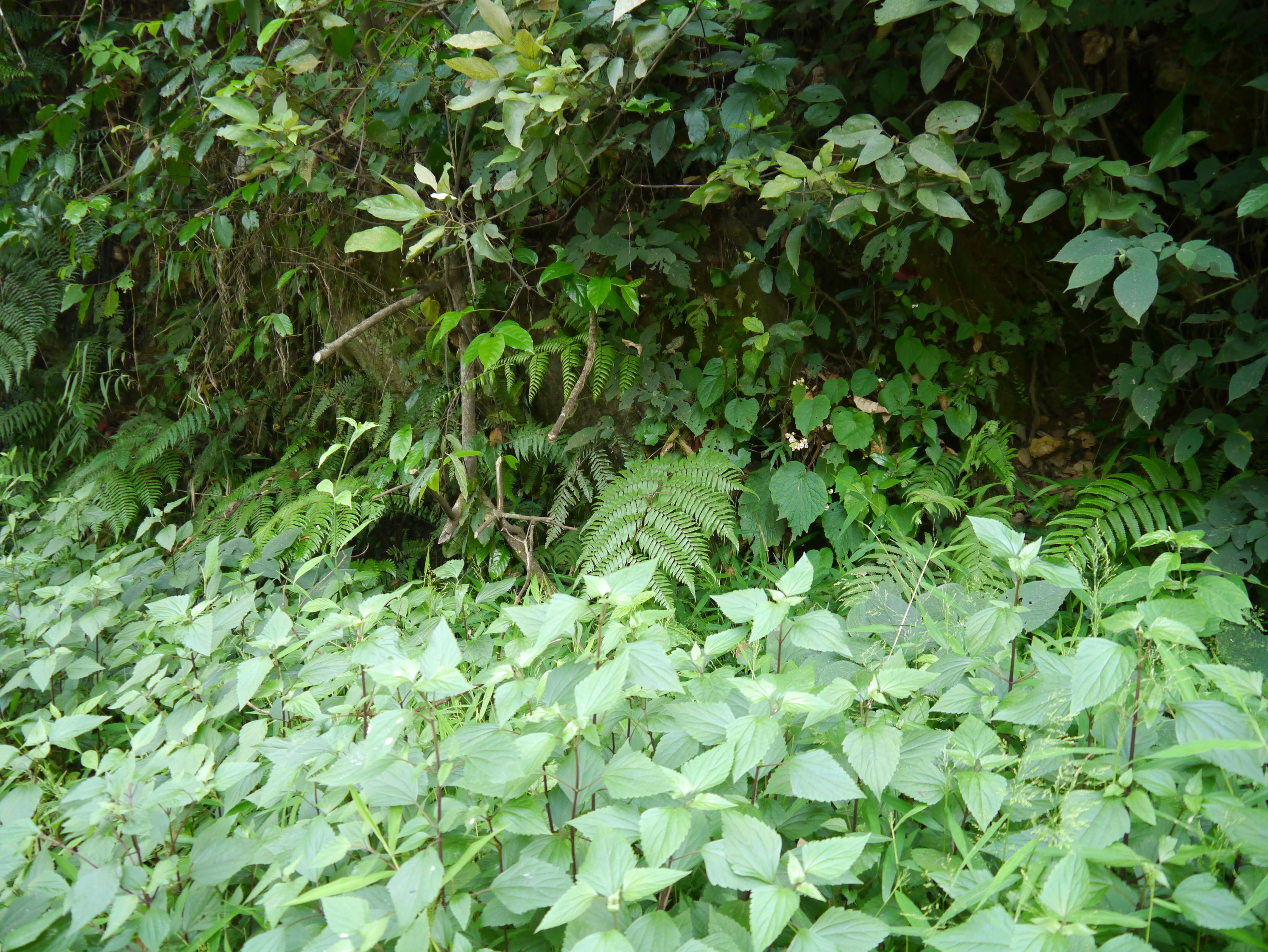 Image of Begonia malabarica Lam.