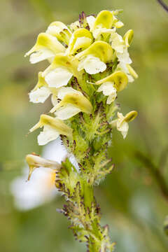 Image of Lousewort