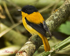 Image de Gobemouche orange et noir