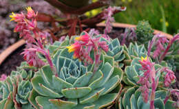 Image of hens and chicks