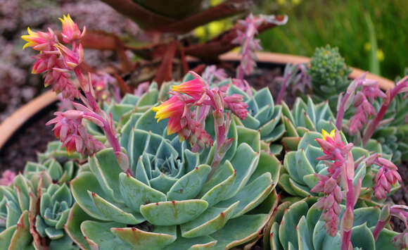 Image of hens and chicks