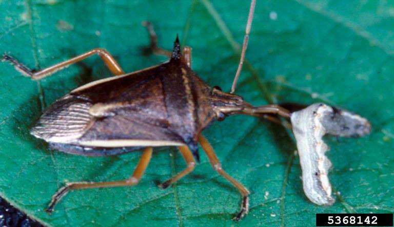 Image of beet armyworm