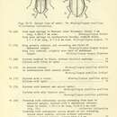 Sivun Oulimnius latiusculus (Le Conte 1866) kuva