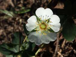 Image of White Cinquefoil