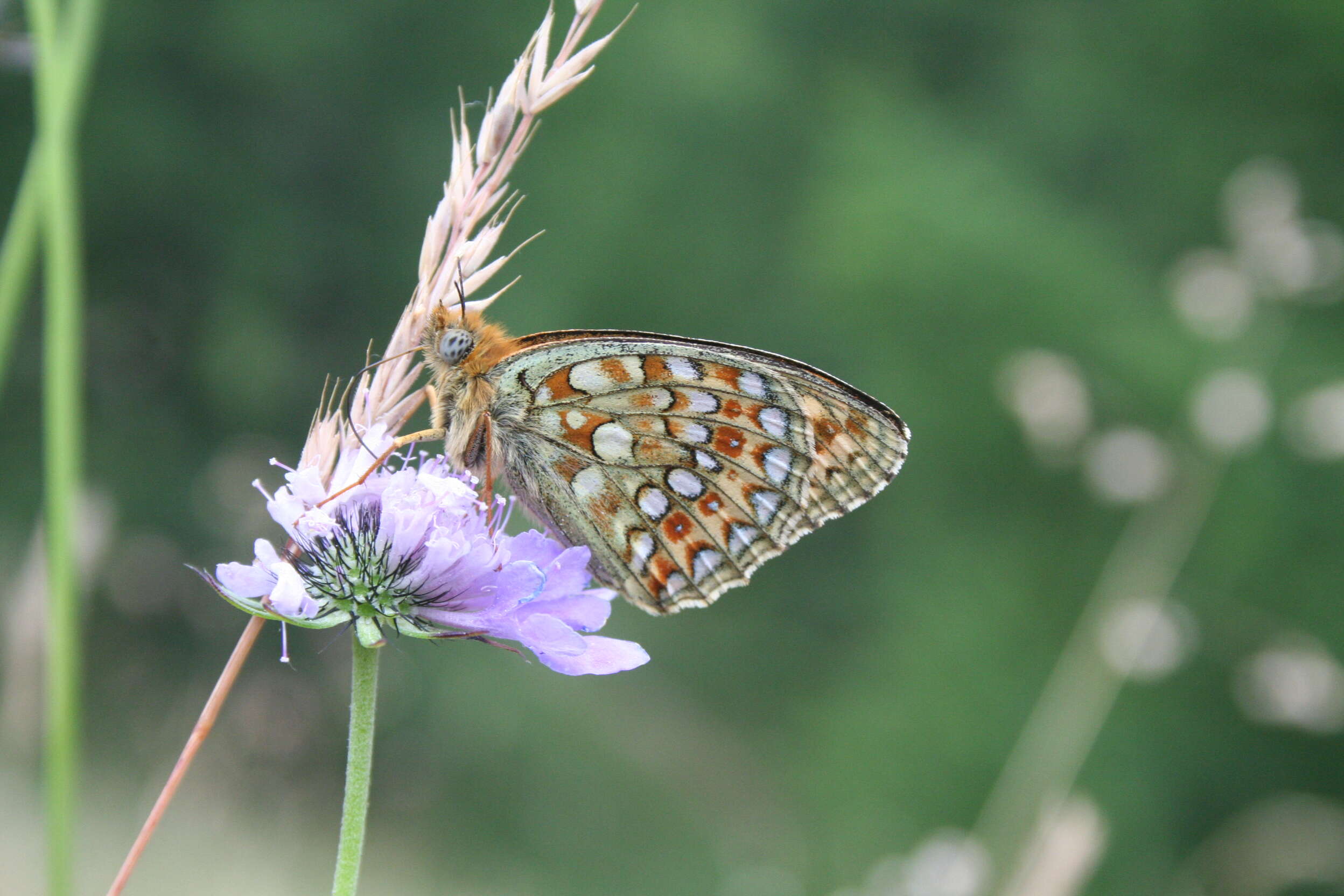 Imagem de Fabriciana niobe Linnaeus 1761