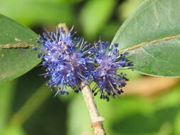 Слика од Memecylon umbellatum Burm. fil.