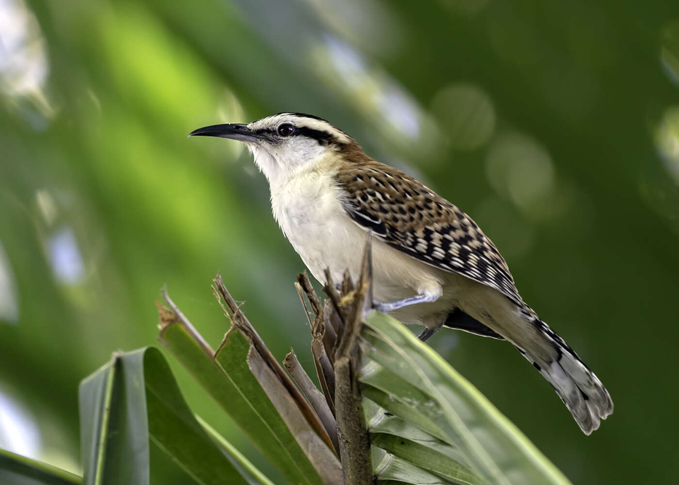 Image of Veracruz Wren