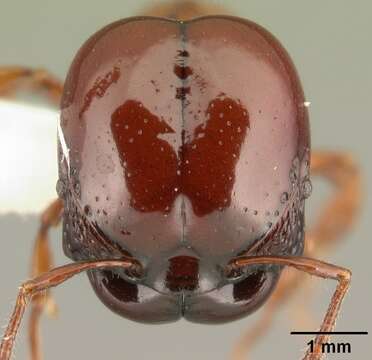 Image of Acanthomyrmex concavus Moffett 1986