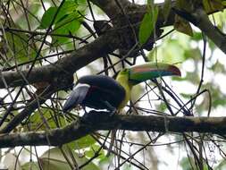 Image of Keel-billed Toucan