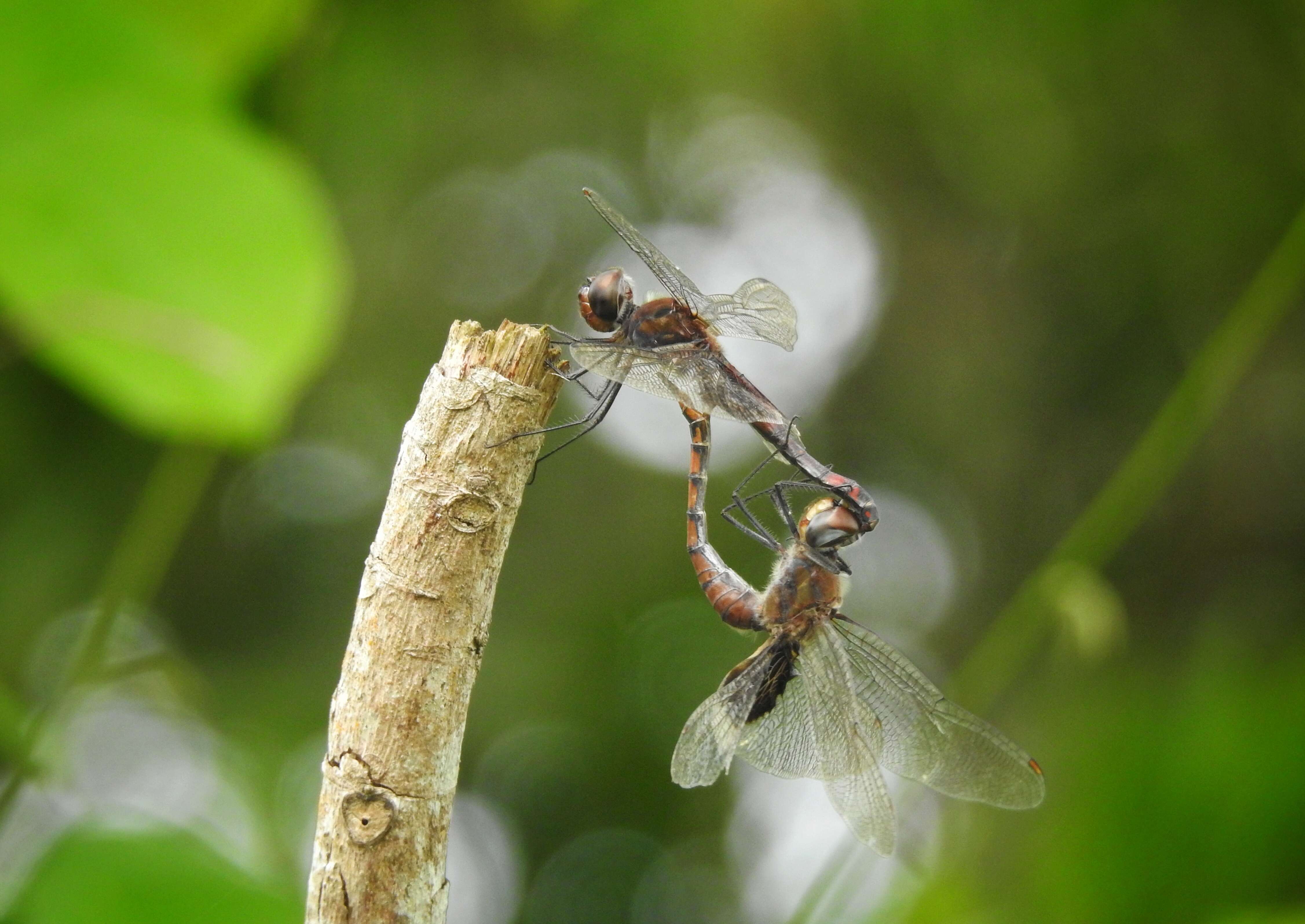 Tramea limbata (Desjardins 1835) resmi