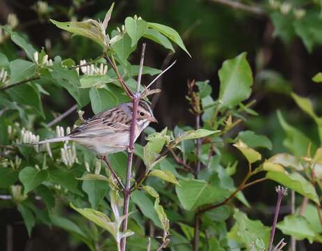 Image of Clay-colored Sparrow