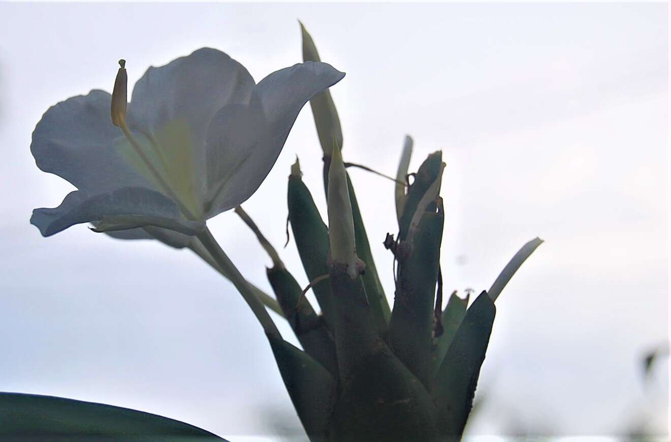 Слика од Hedychium