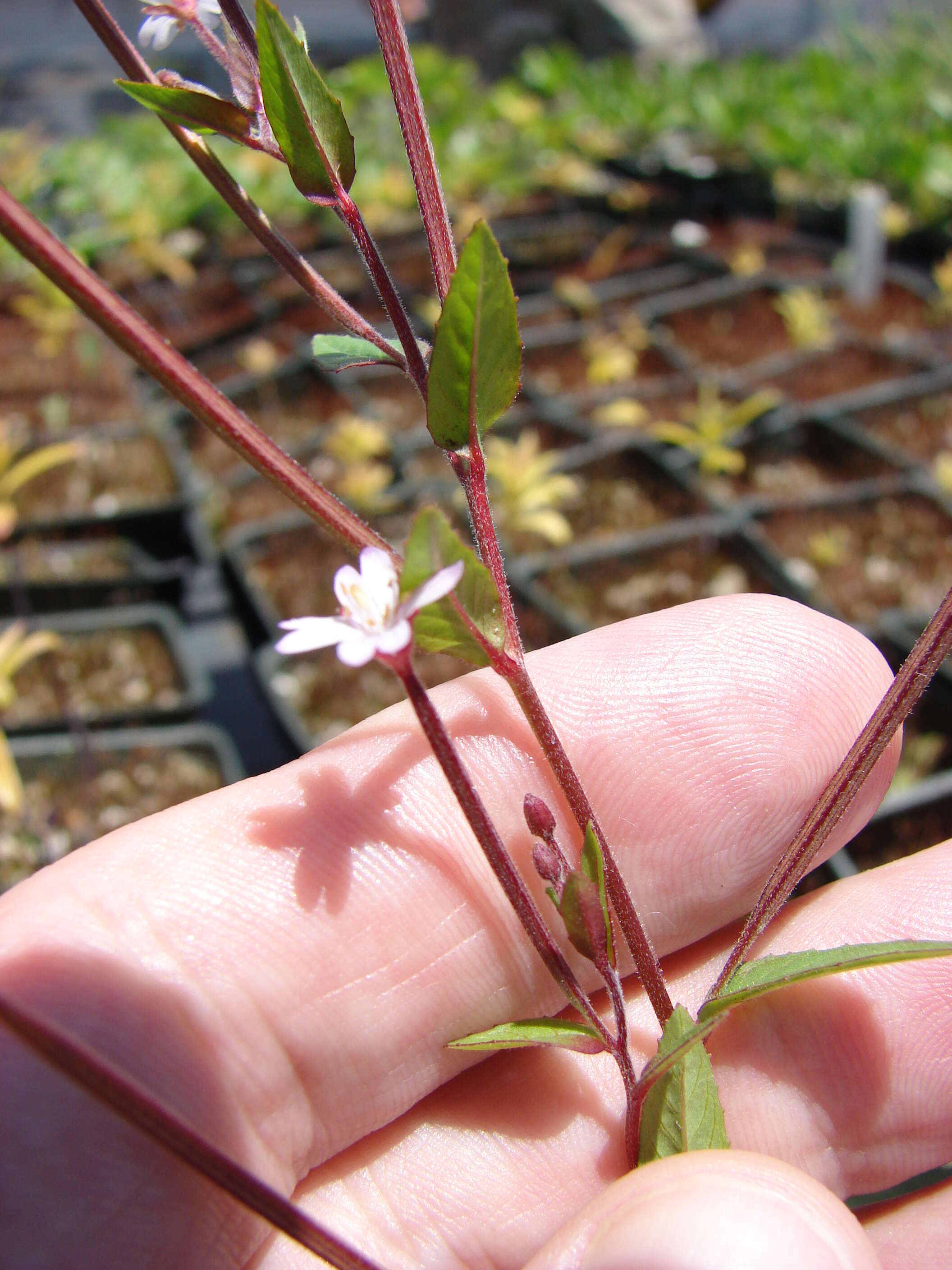 Image of aboriginal willowherb