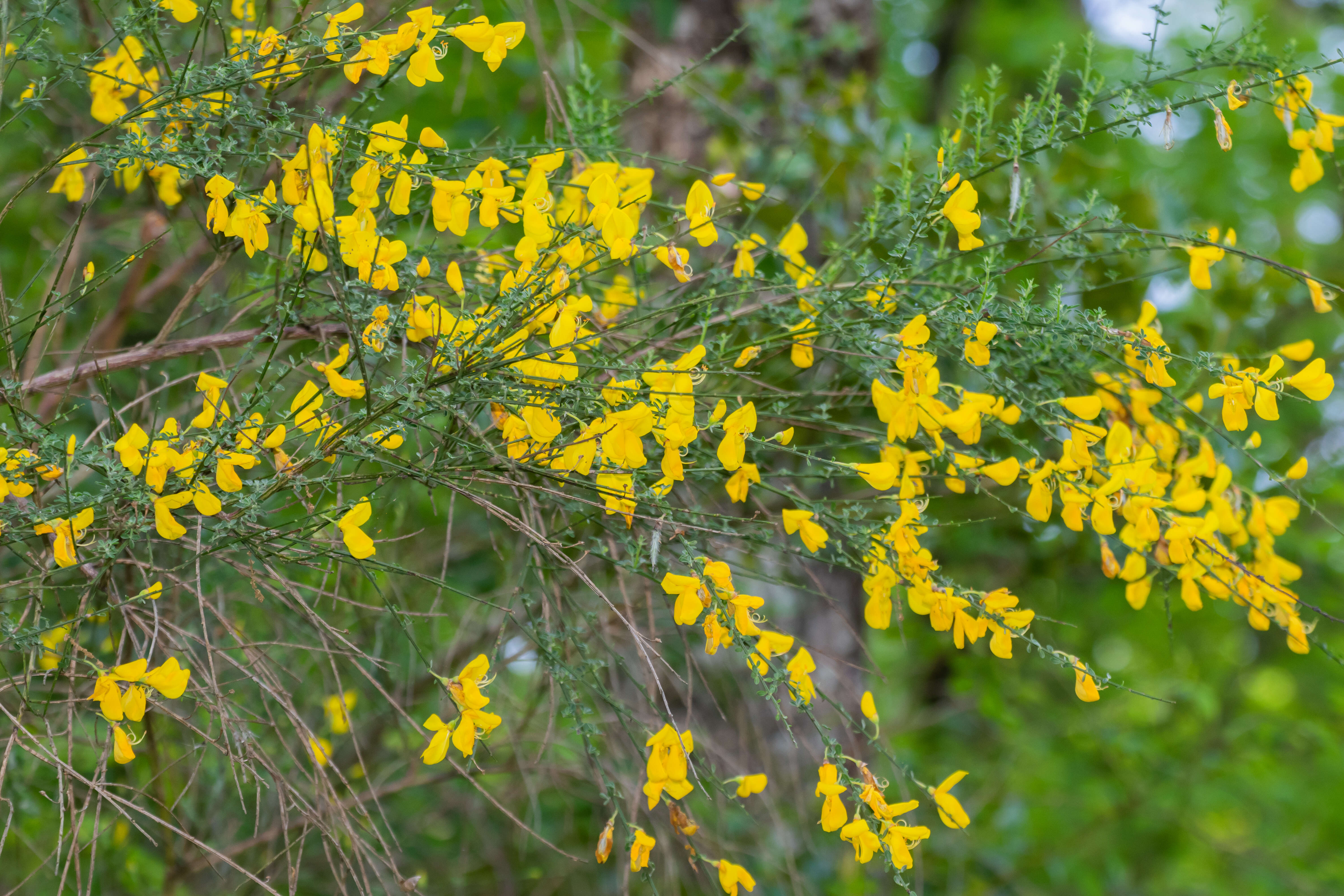 Imagem de Genista pilosa L.