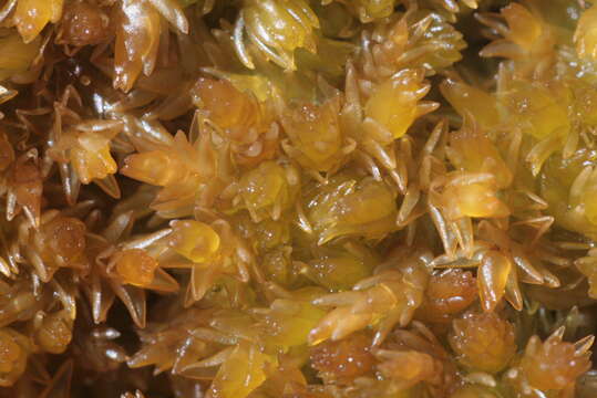 Image of Low sphagnum moss