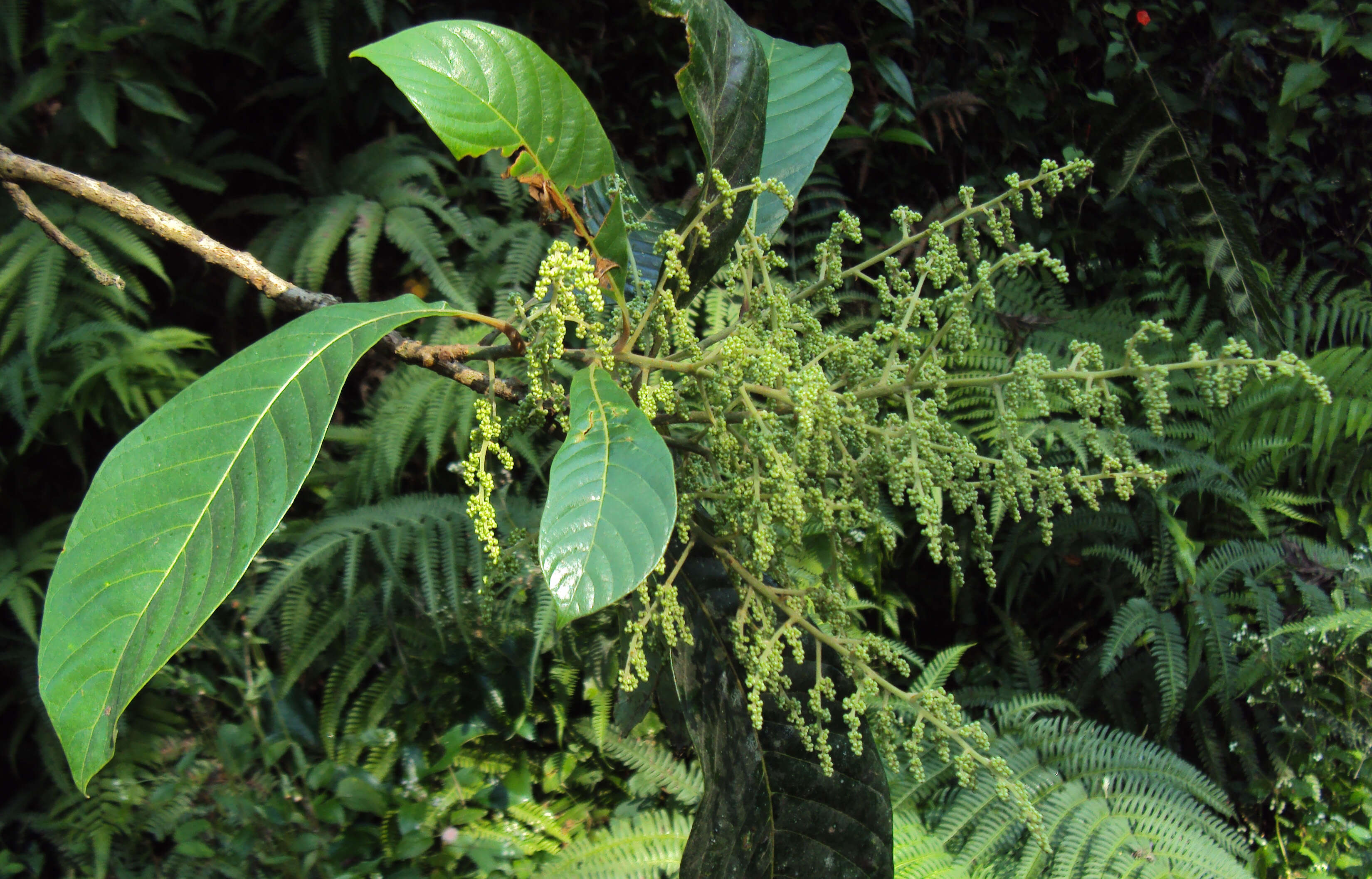 Plancia ëd Meliosma simplicifolia (Roxb.) Walp.