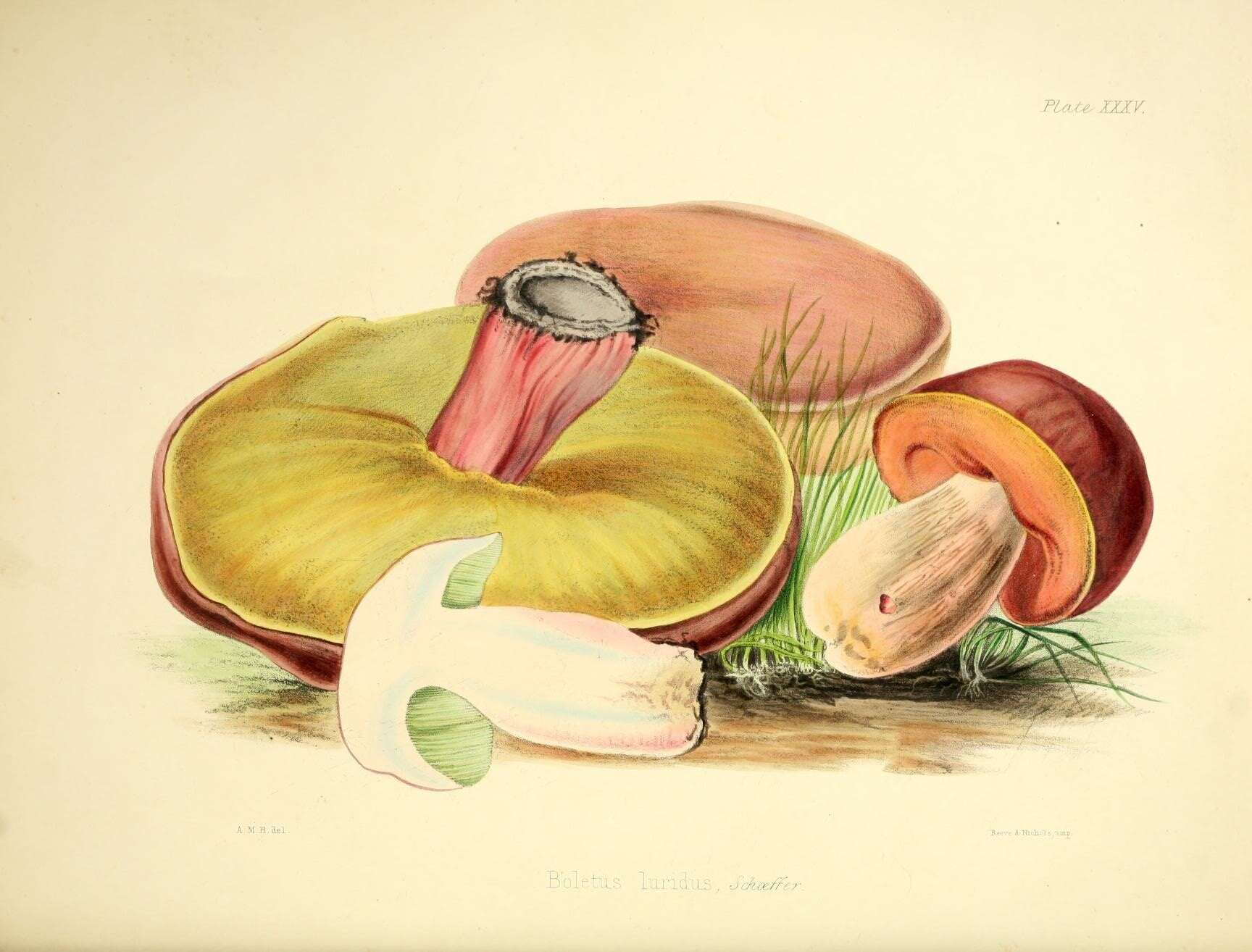 Image of Suillellus luridus (Schaeff.) Murrill 1909