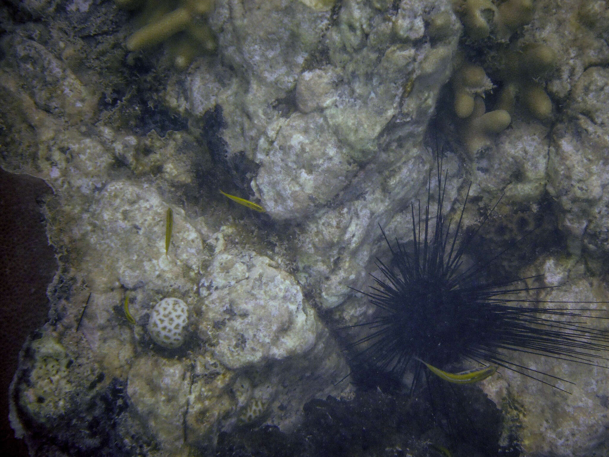 Image of Golfball Coral