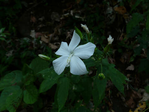 Imagem de Hibiscus hirtus L.