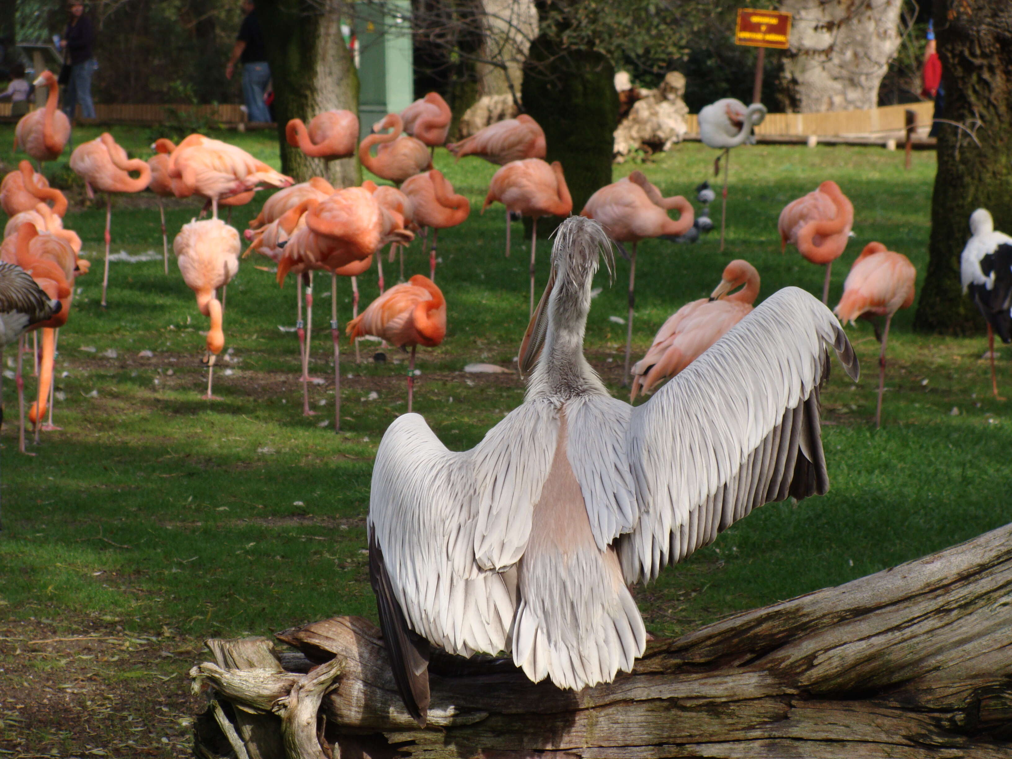 Image of Pink-backed Pelican