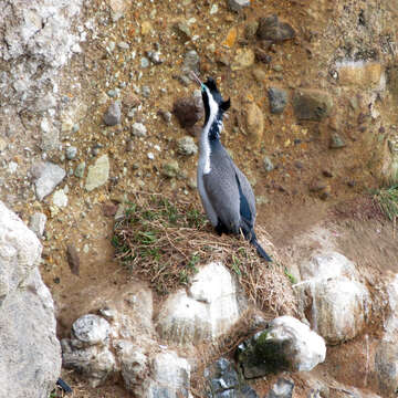 Image of Spotted Shag