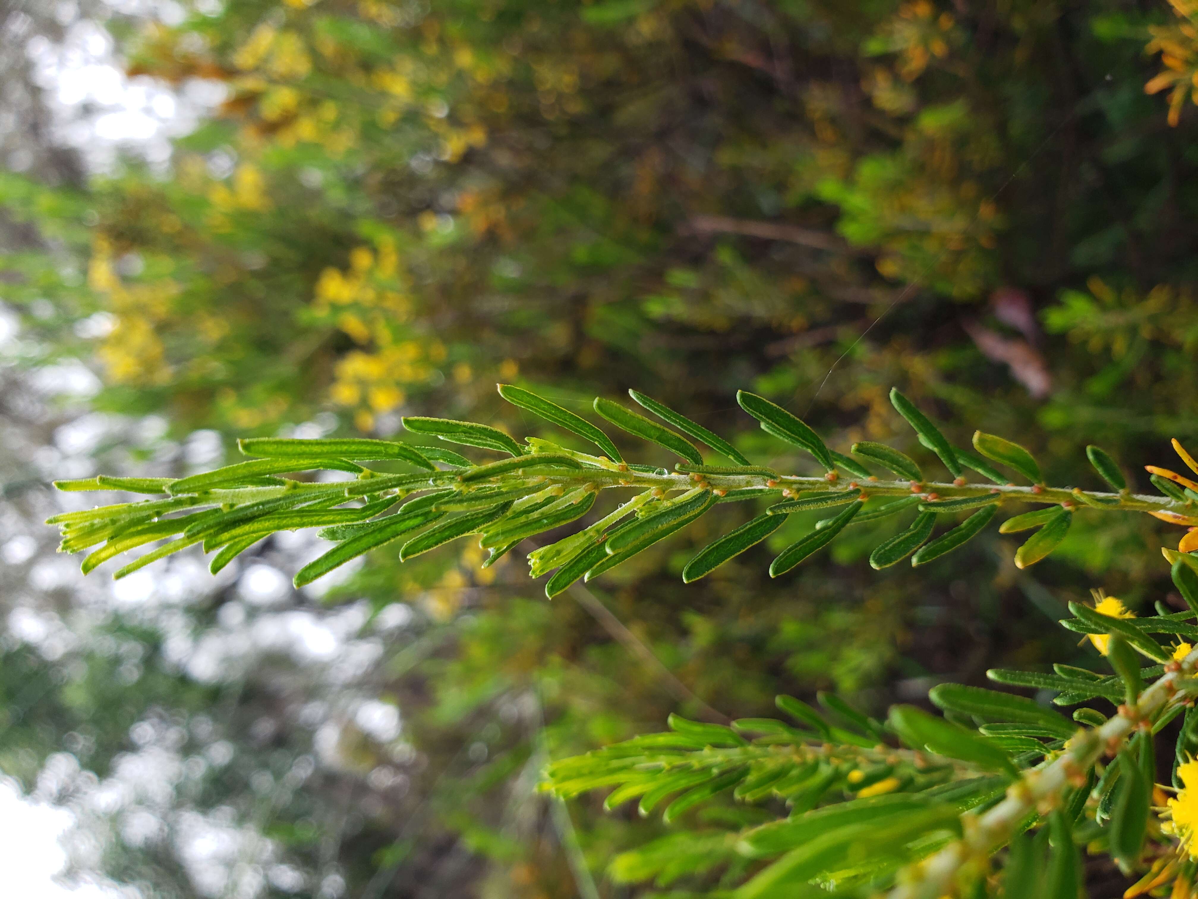 Image of Acacia lineata A. Cunn. ex G. Don