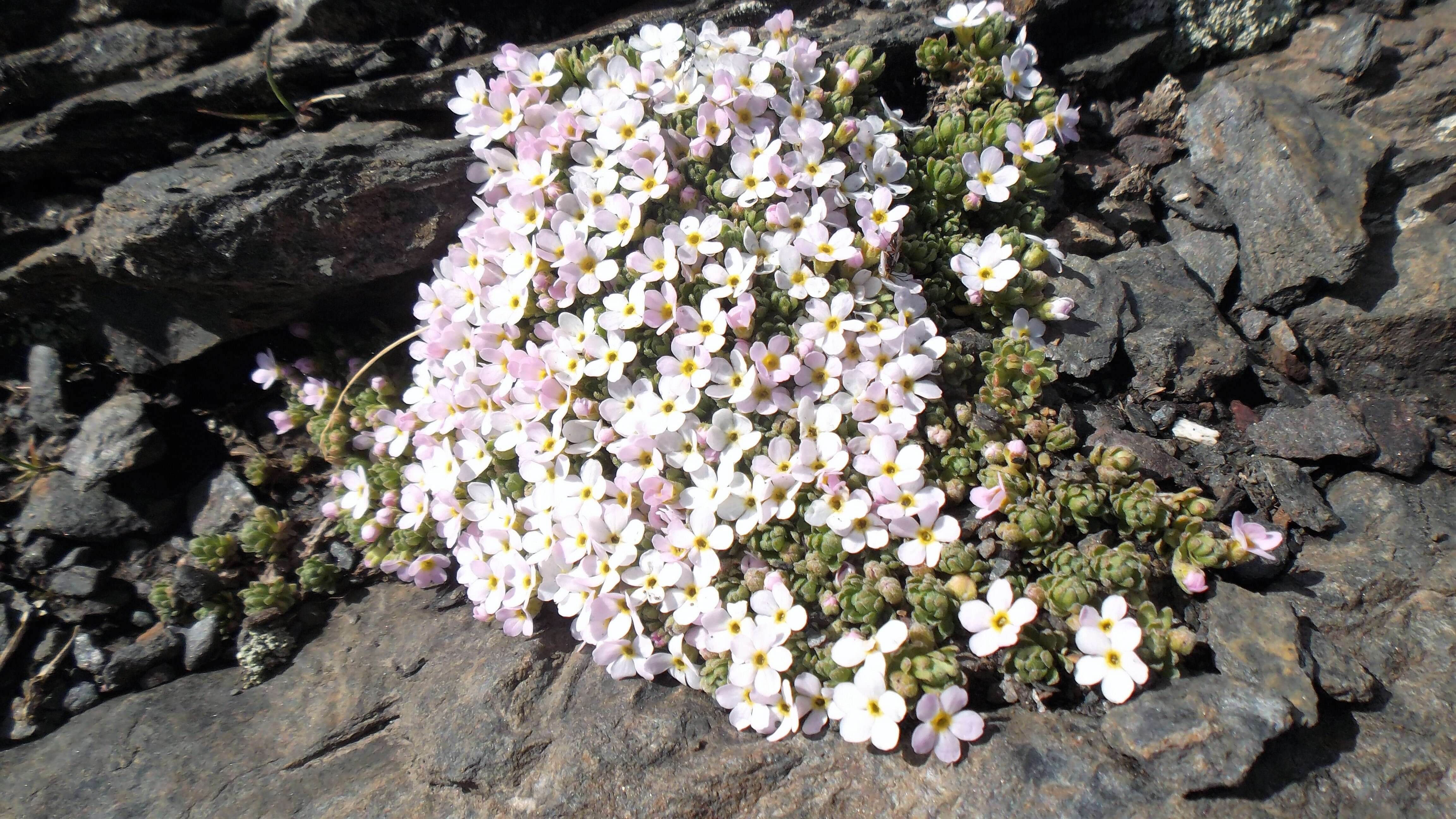 Image of Androsace alpina (L.) Lam.