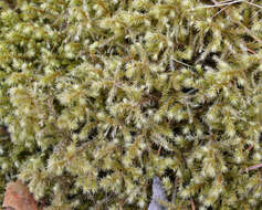 Image of Electrified Cat's Tail Moss