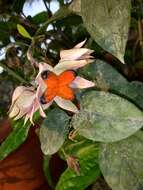 Слика од Clerodendrum thomsoniae Balf. fil.