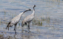 Image of Common Crane