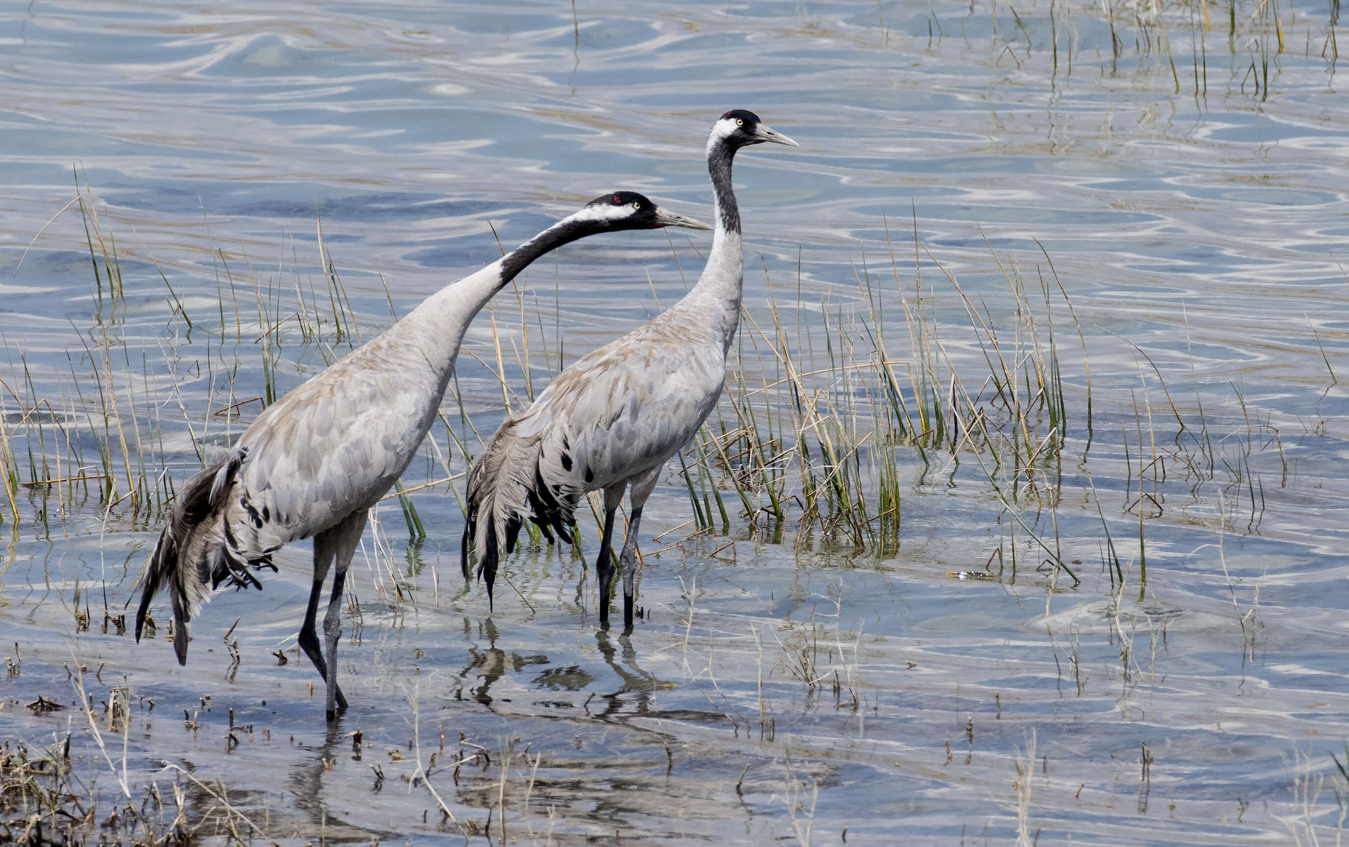 Image of Common Crane