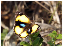 Imagem de Junonia hierta Fabricius 1798