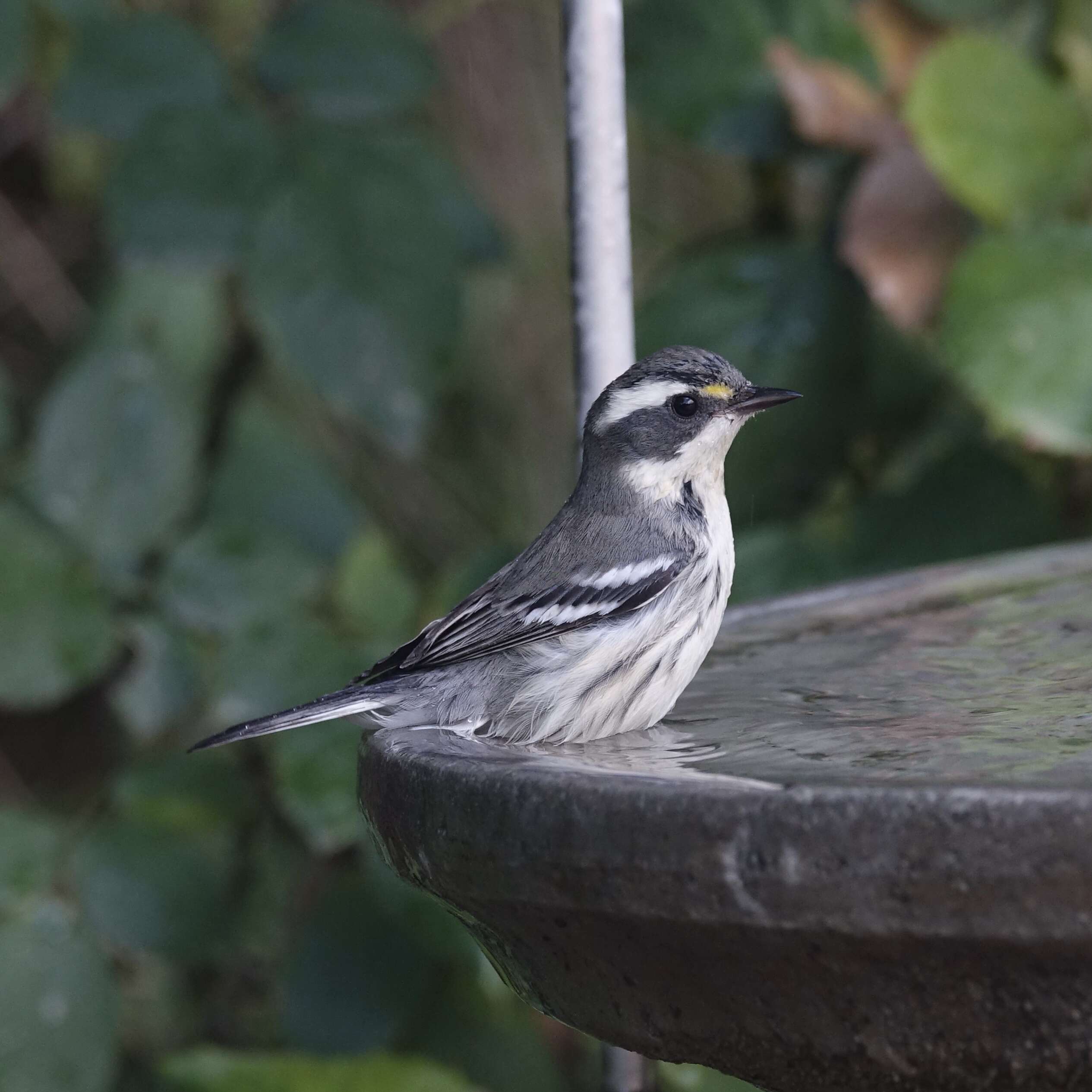 Image of Black-throated Grey Warbler