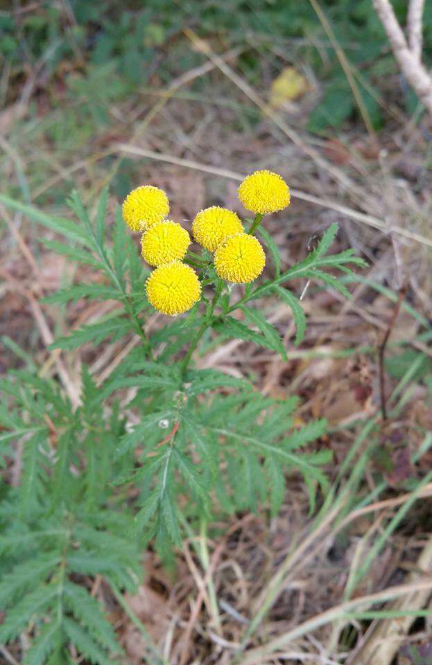 Image of common tansy