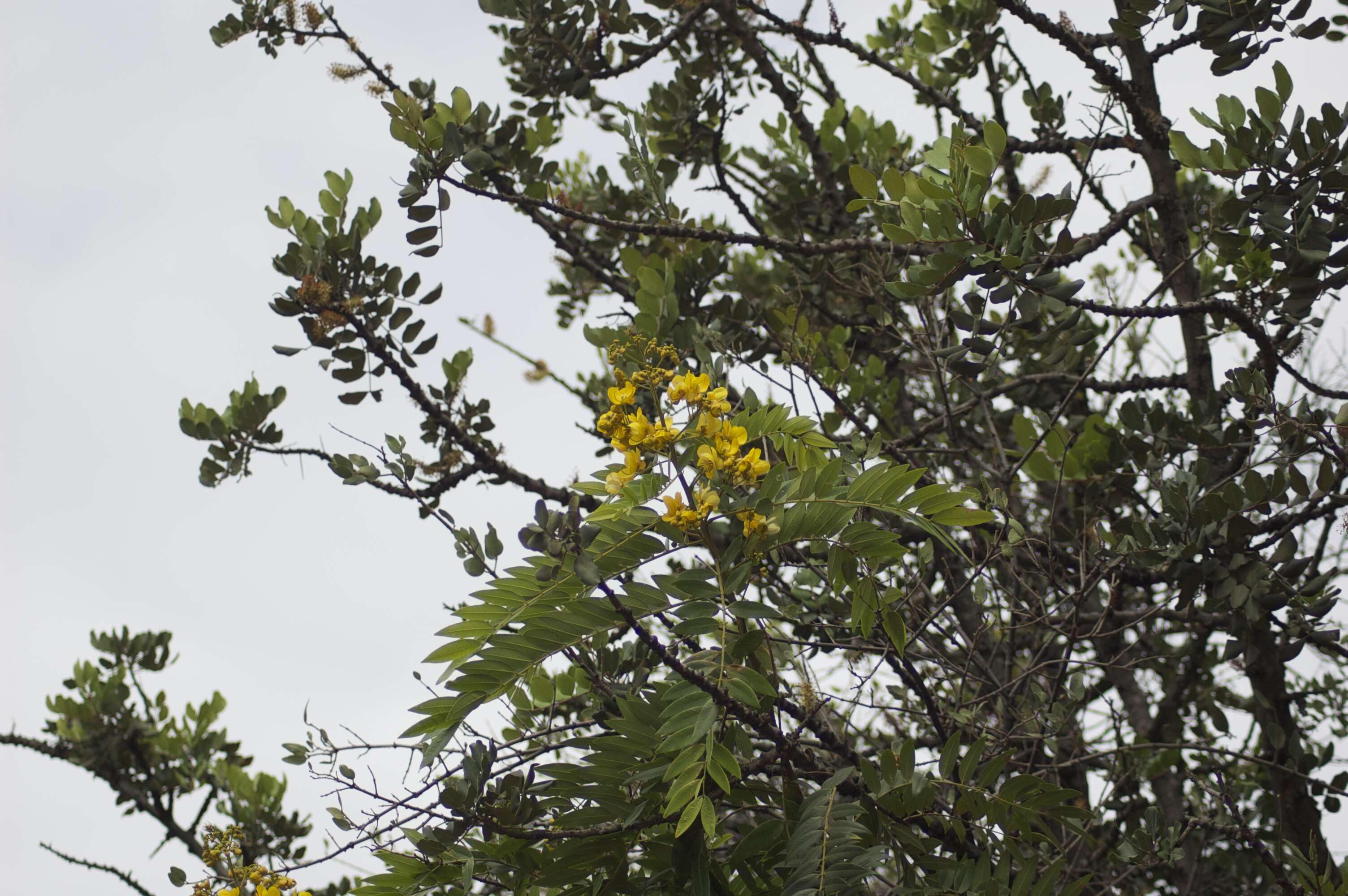 Image of Yellow bells