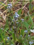 Слика од Myosotis ramosissima Rochel