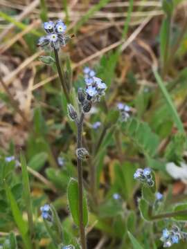 Слика од Myosotis ramosissima Rochel