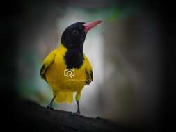 Image of Black-hooded Oriole