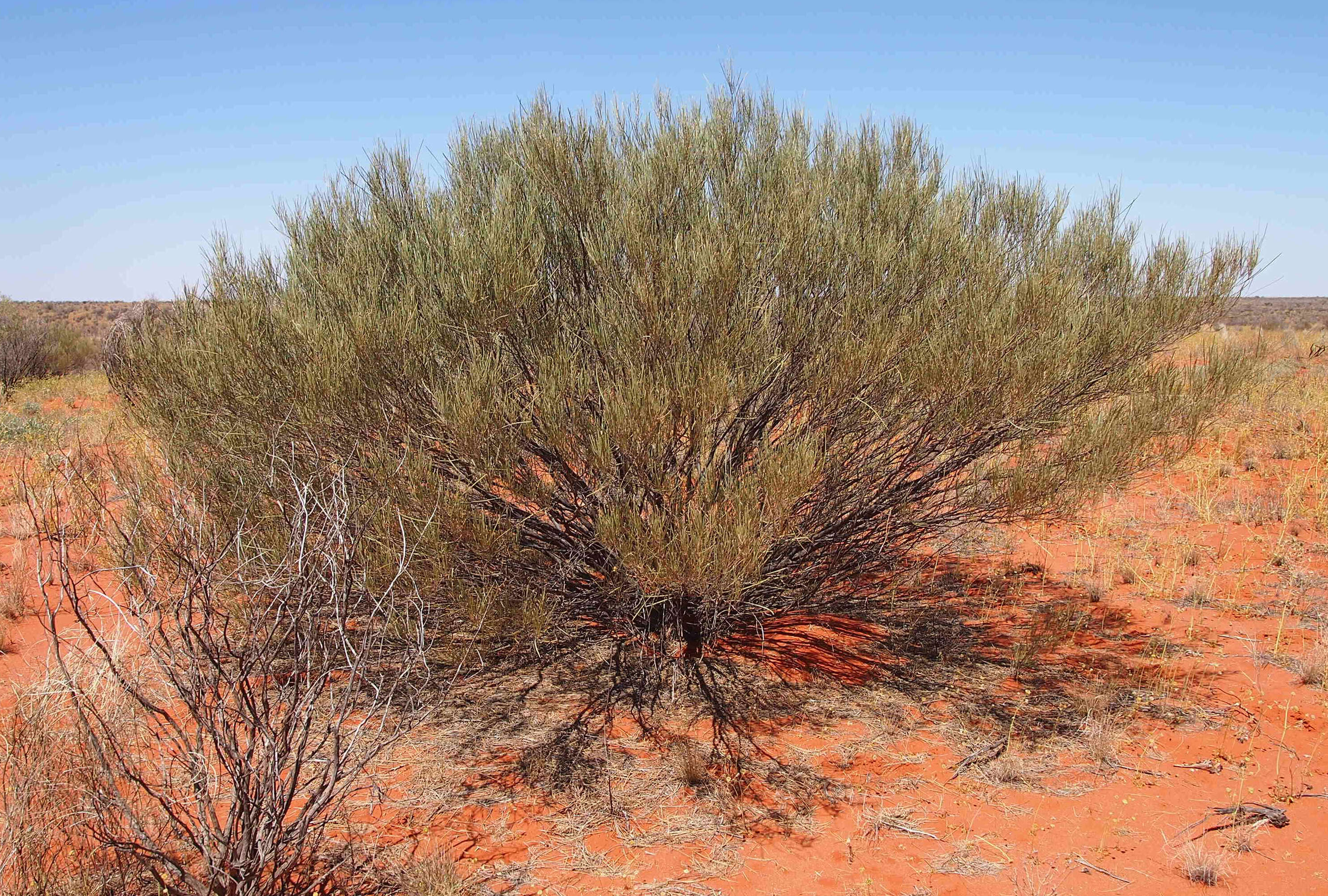 Image of Acacia ramulosa W. Fitzg.