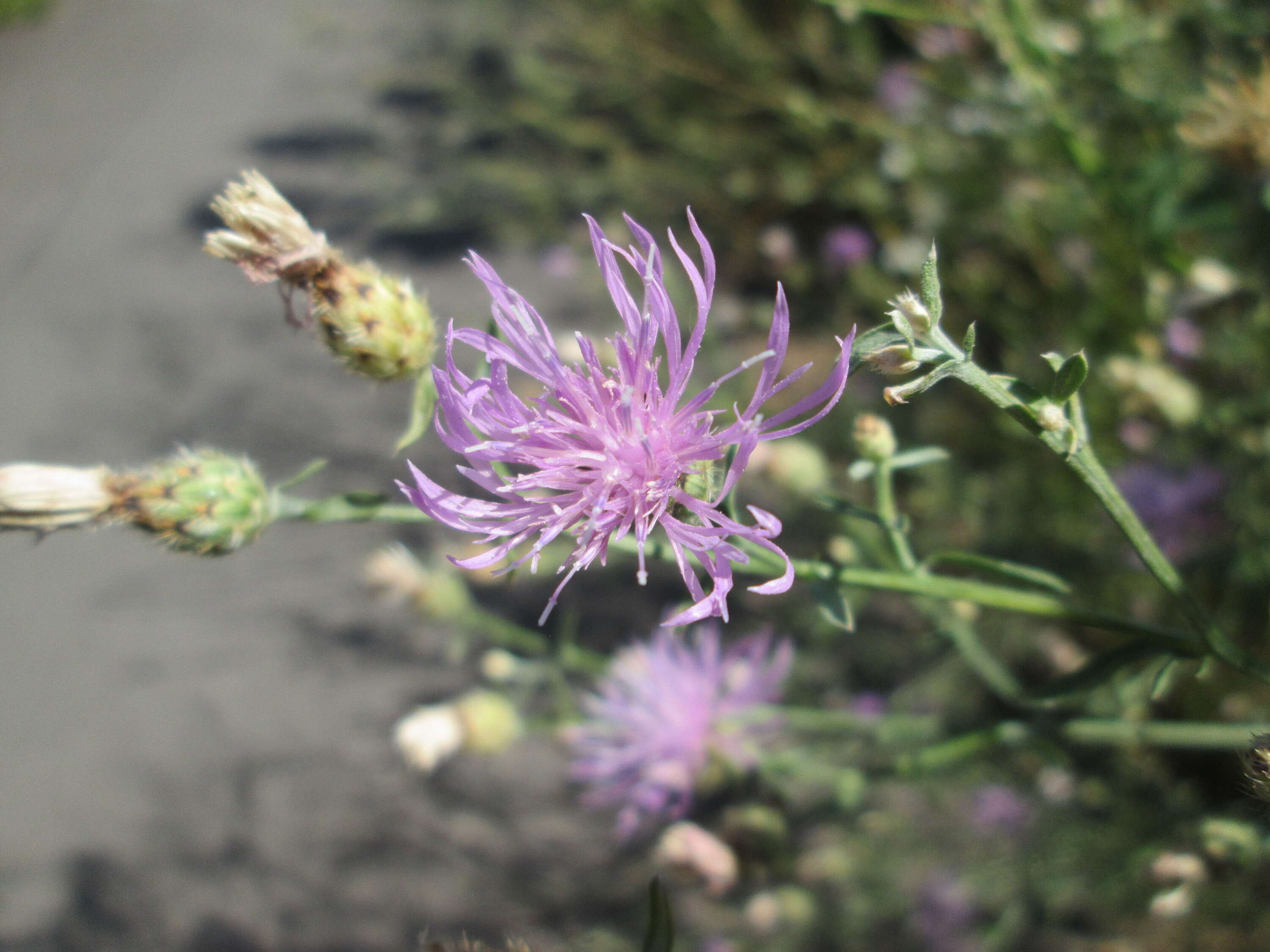 Image of spotted knapweed