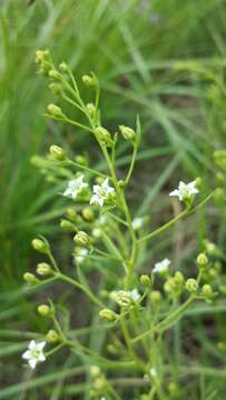 Image of flaxleaf