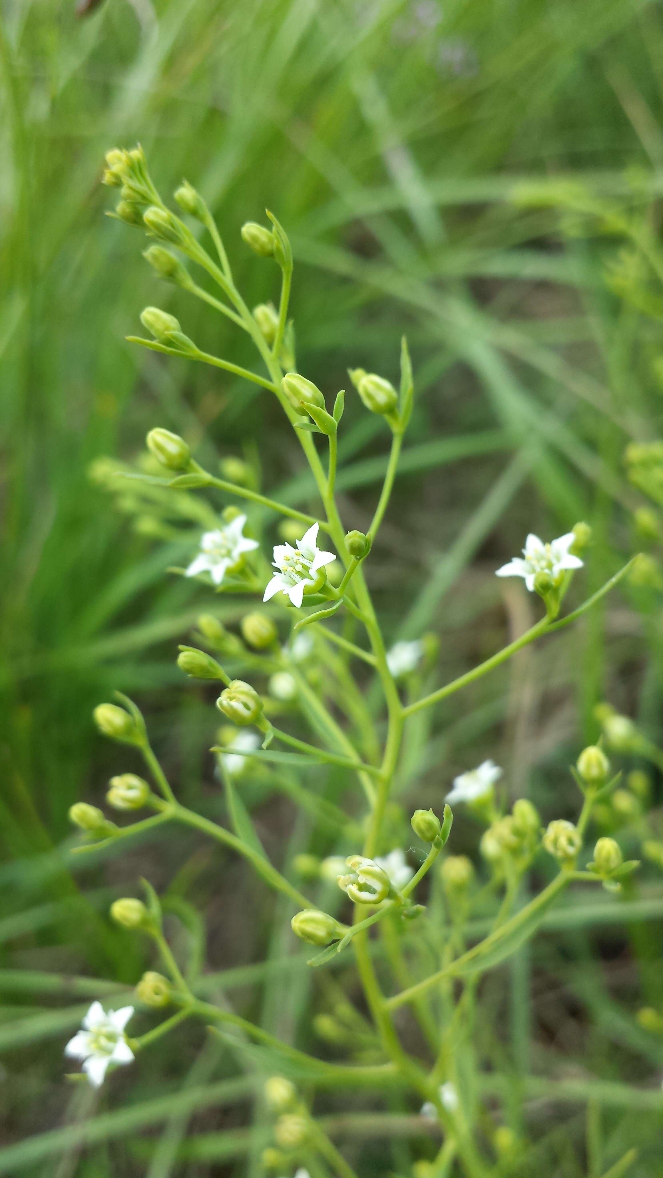 Image of flaxleaf