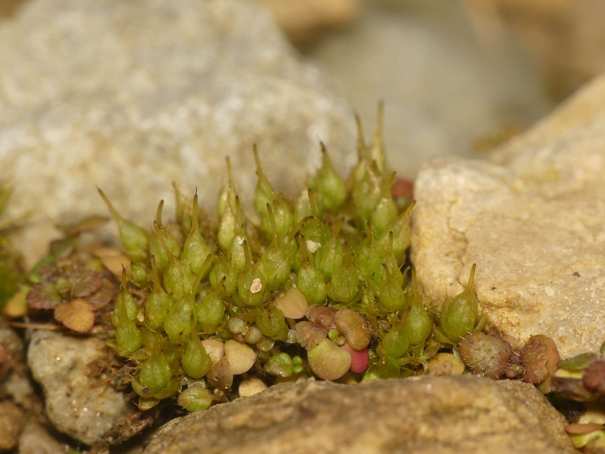 Image of Cord Moss