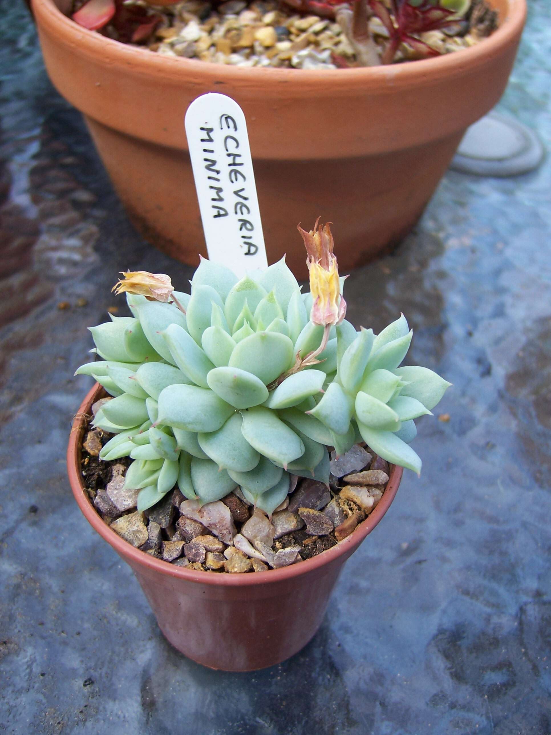 Image of Echeveria minima Meyrán