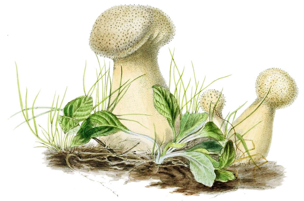 Imagem de Lycoperdon perlatum Pers. 1796