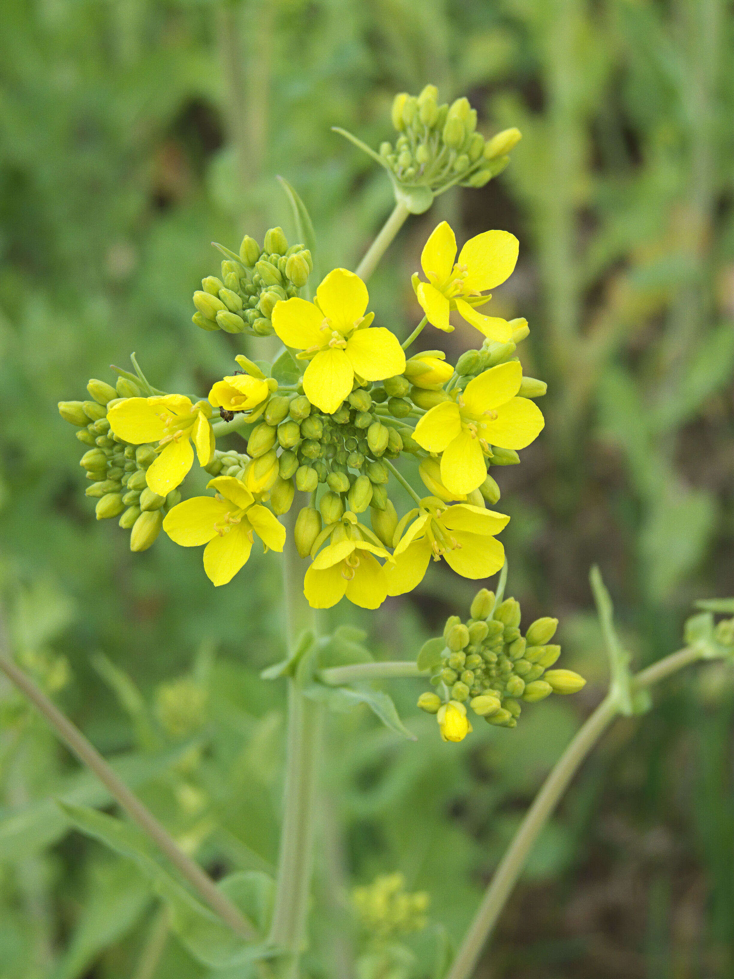 Image of Brassica rapa subsp. oleifera